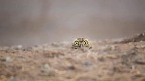 Юрконис: «У Беларуси нет роскоши вести себя, как Иран»