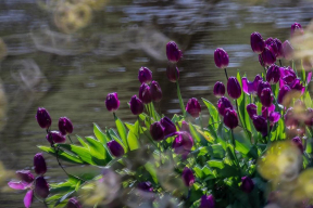 В Нидерландах сезон цветения тюльпанов, и вот почему туристы его не пропускают