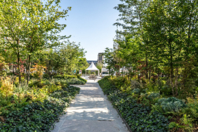 Восстание деревьев: почему исчезает бетон в центре Парижа