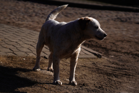 «Занялись бы приютами, наконец, а не позорились с ужасом на Гурского»