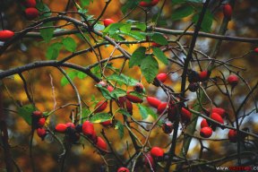 Что бывает, когда глав районов называют местными «президентами», поручая отвечать за каждый куст