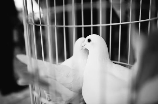 Чего лишается Беларусь, когда власти отправляют в колонию за политику тех, кто помогал людям