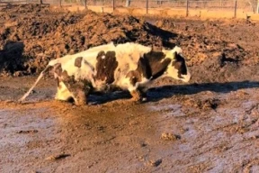 Видеофакт. Буренки в жиже по самое вымя в Славгородском районе