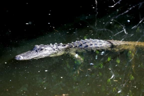 «Когда думали, что «ров с аллигаторами» – это мем»