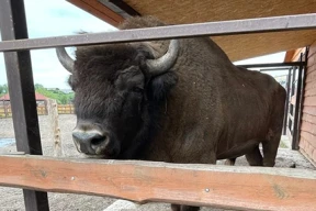 В Беловежской пуще пересчитали зубров. А это – их собратья в Минском зоопарке