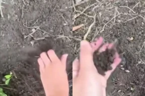 В Борисове дети закопали щенков и сняли это на видео