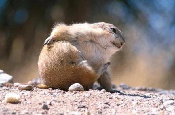 Все равно что-то натирает. Зачем Лукашенко заговорил о возврате к советской системе управления страной